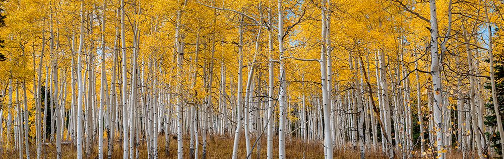 Aspen grove in fall glows in this image. Rocky Mountains-Colorado-USA.